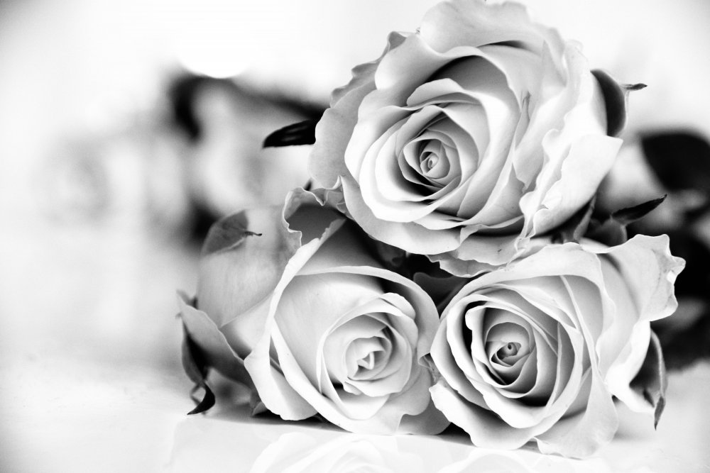 Красивые цветы в черно белом цвете