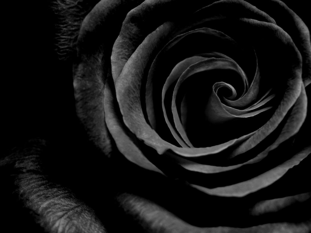 Черные розы Эстетика