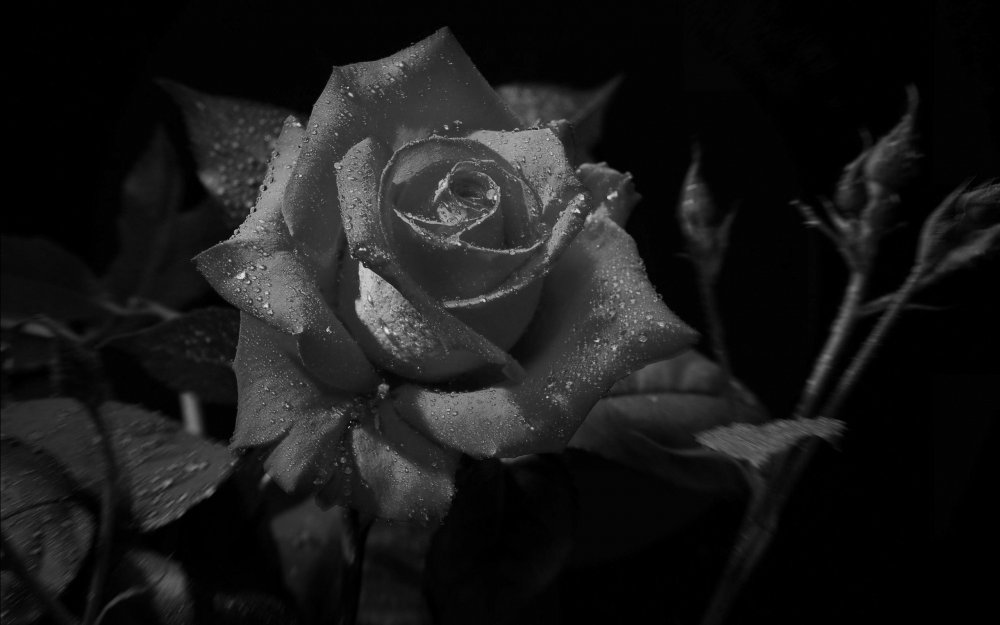 Черная роза чб