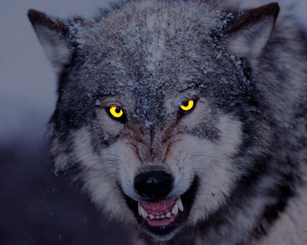 Картинки злых волков