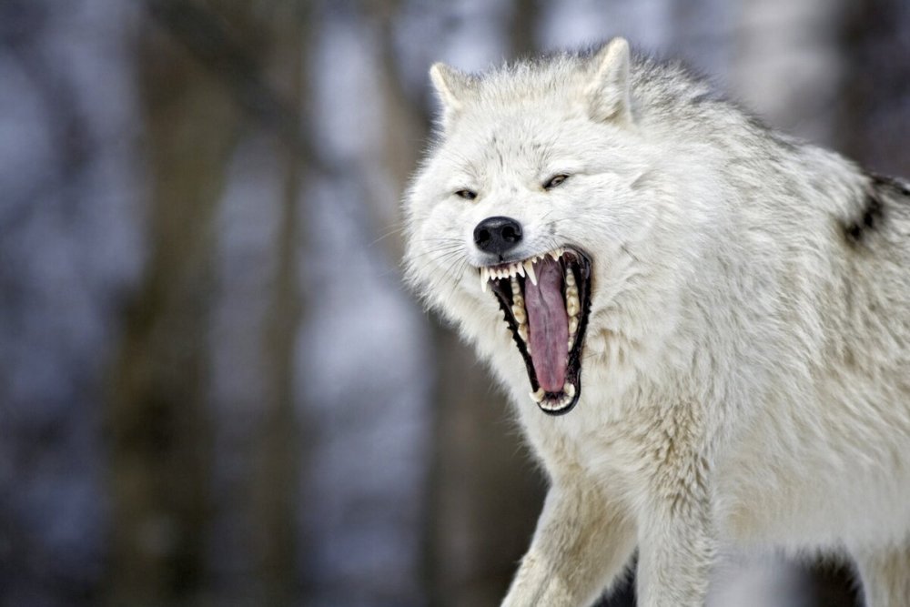 Белый волк оскал