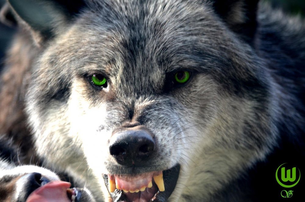 Волк злой красивый