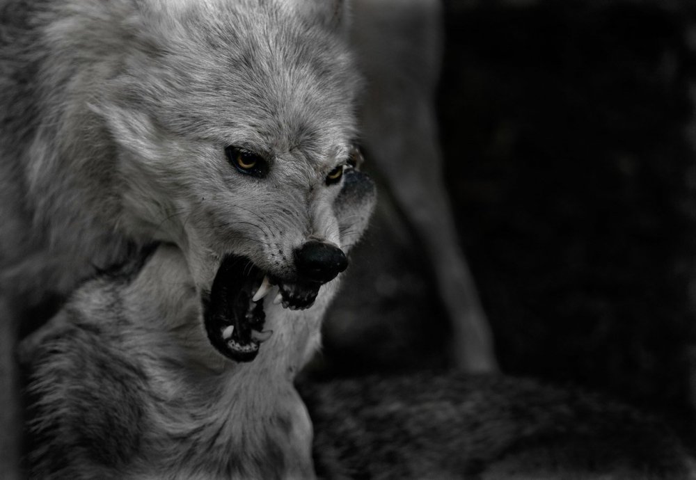 Злой волк с красными глазами