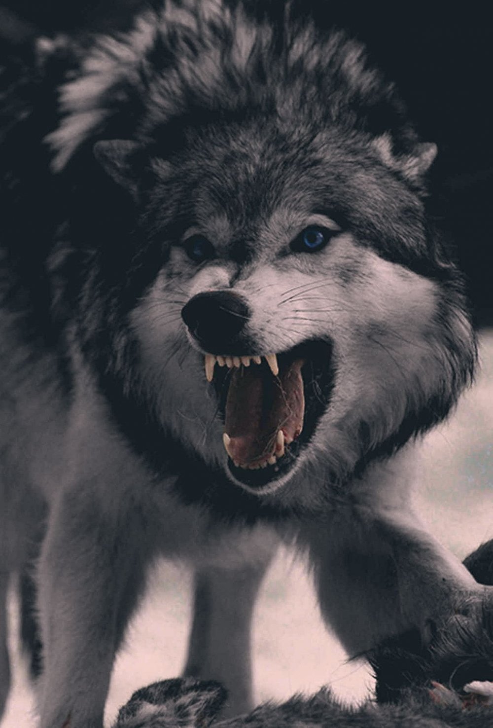 Волк скалится
