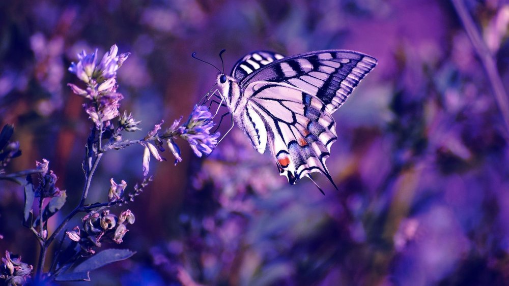 Картинки Wallpaper четкие цветы и бабочки