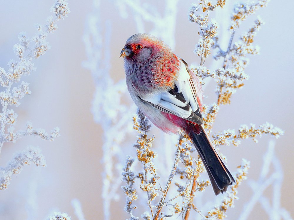 Яркие зимние птицы