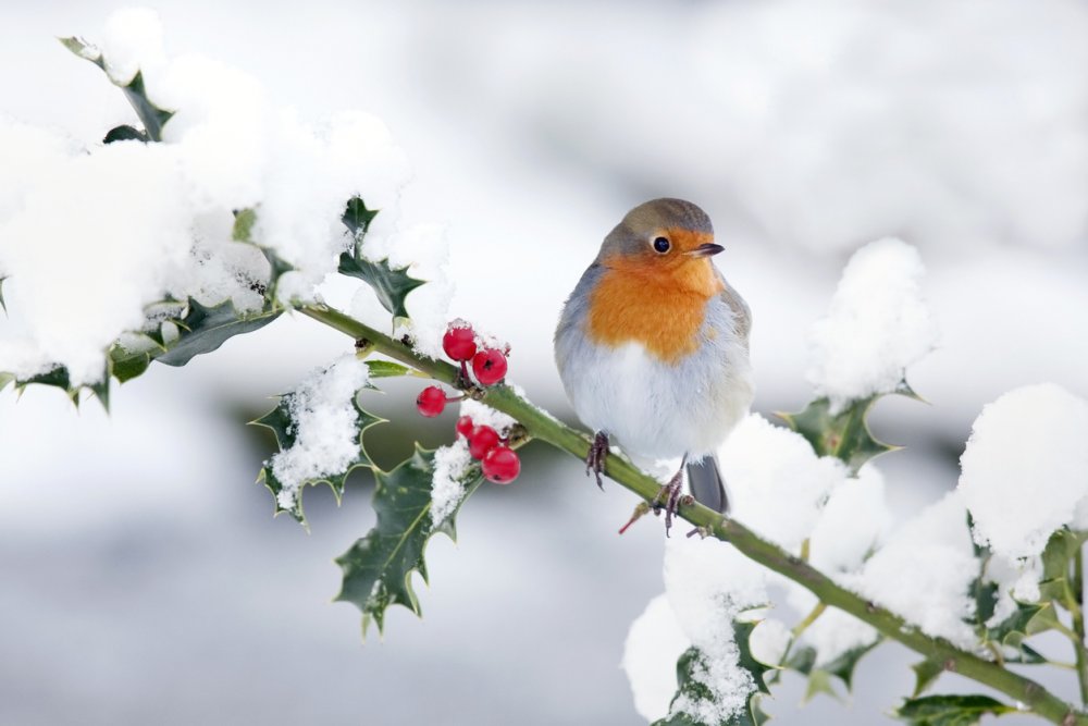 Картинка до новых встреч с птичками зимой