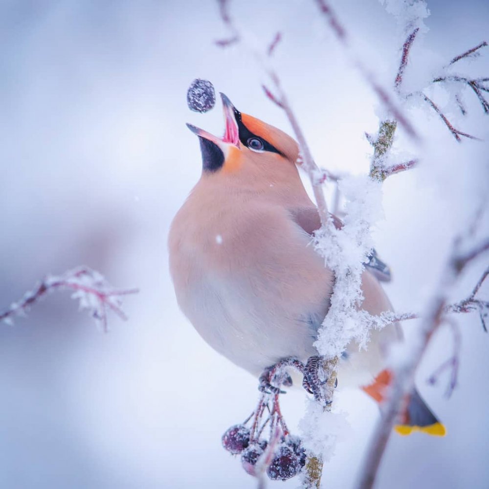 Пернатые птицы зимой