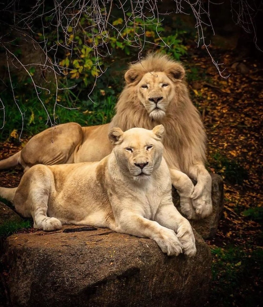 Три львицы фото