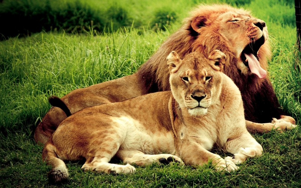 Красивые картинки льва и львицы