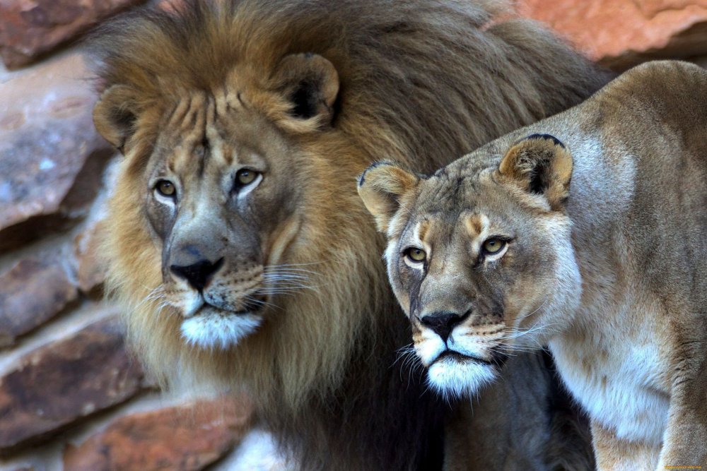 Красивые обои Лев и львица