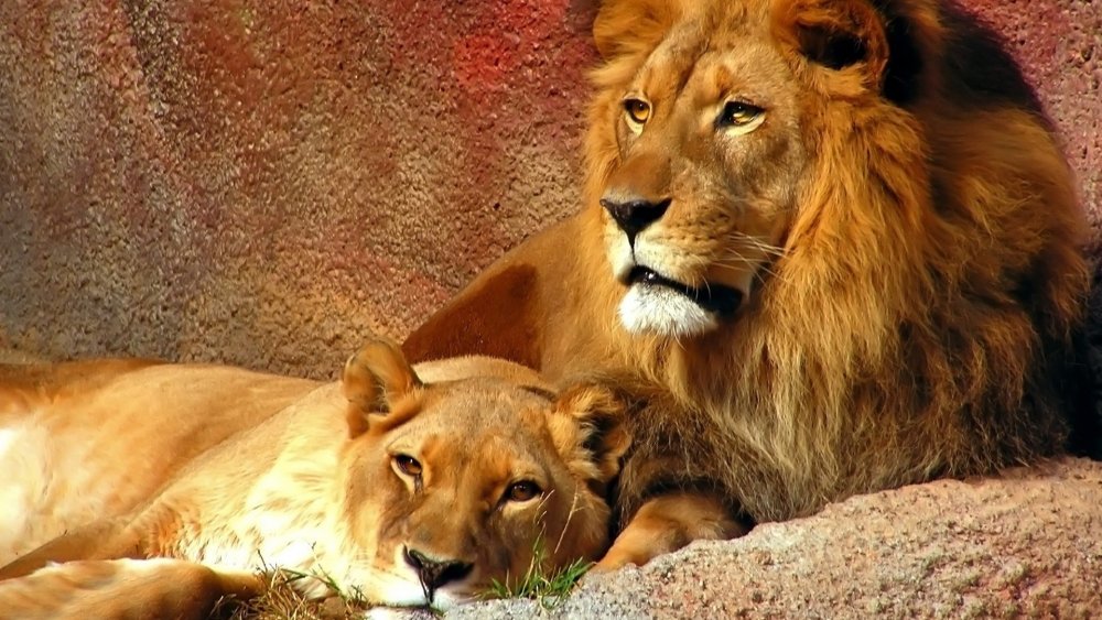 Лев и львица обнимаются