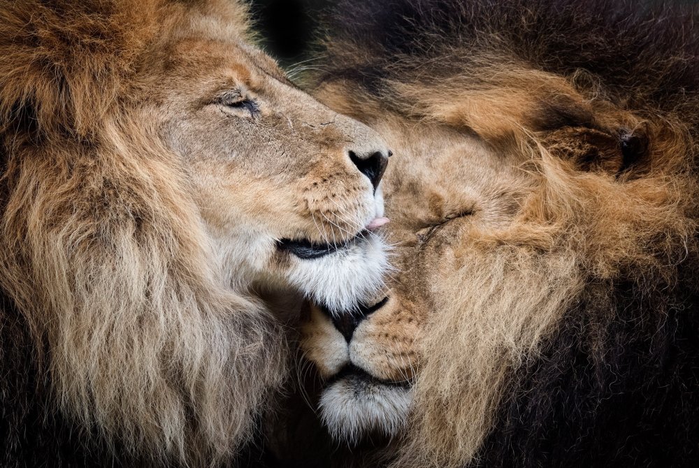 Картина Лев и львица