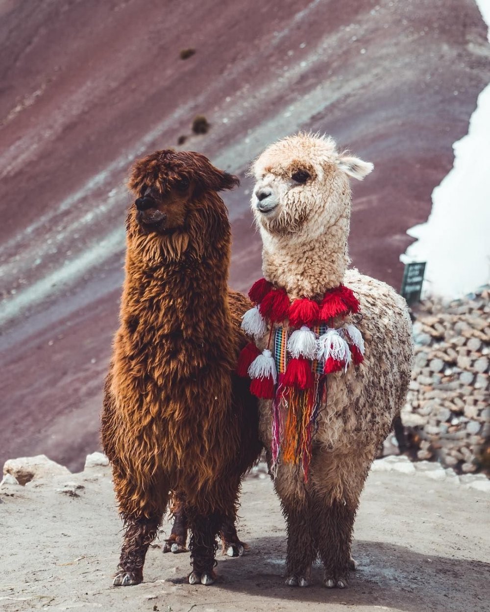 Перу лама альпака смешные