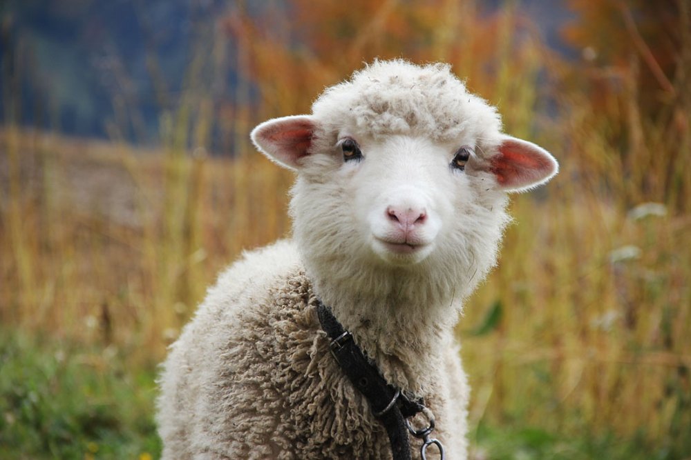 Аврамий овчар
