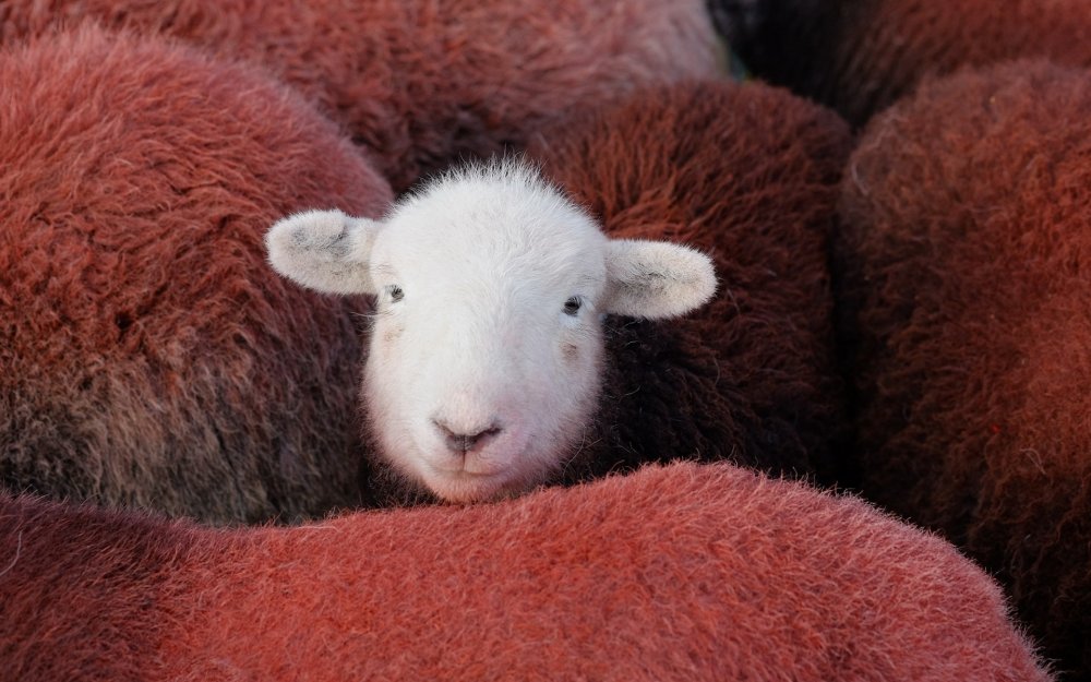 Красивая овца