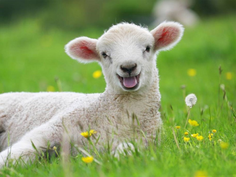 Овца улыбается