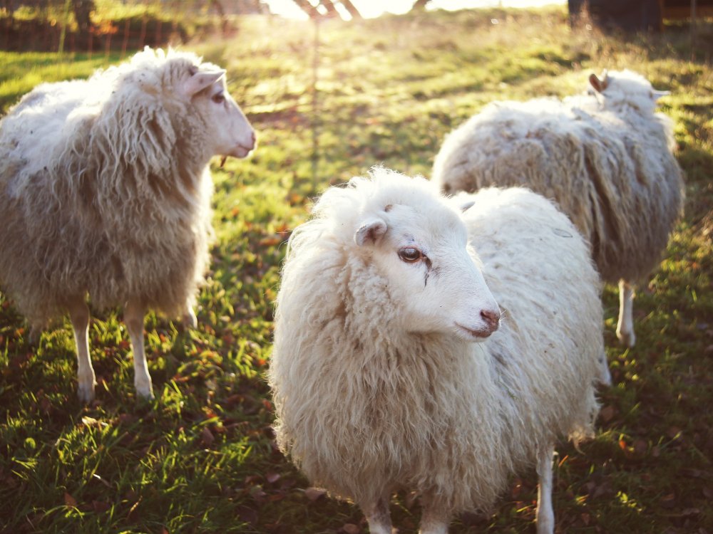 Хердвицкие овцы