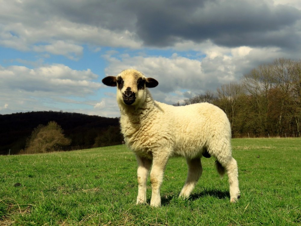 Weide Lamb(ягненок)