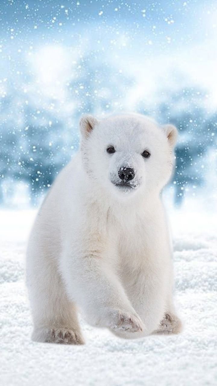 Полар бир (Polar Bear)