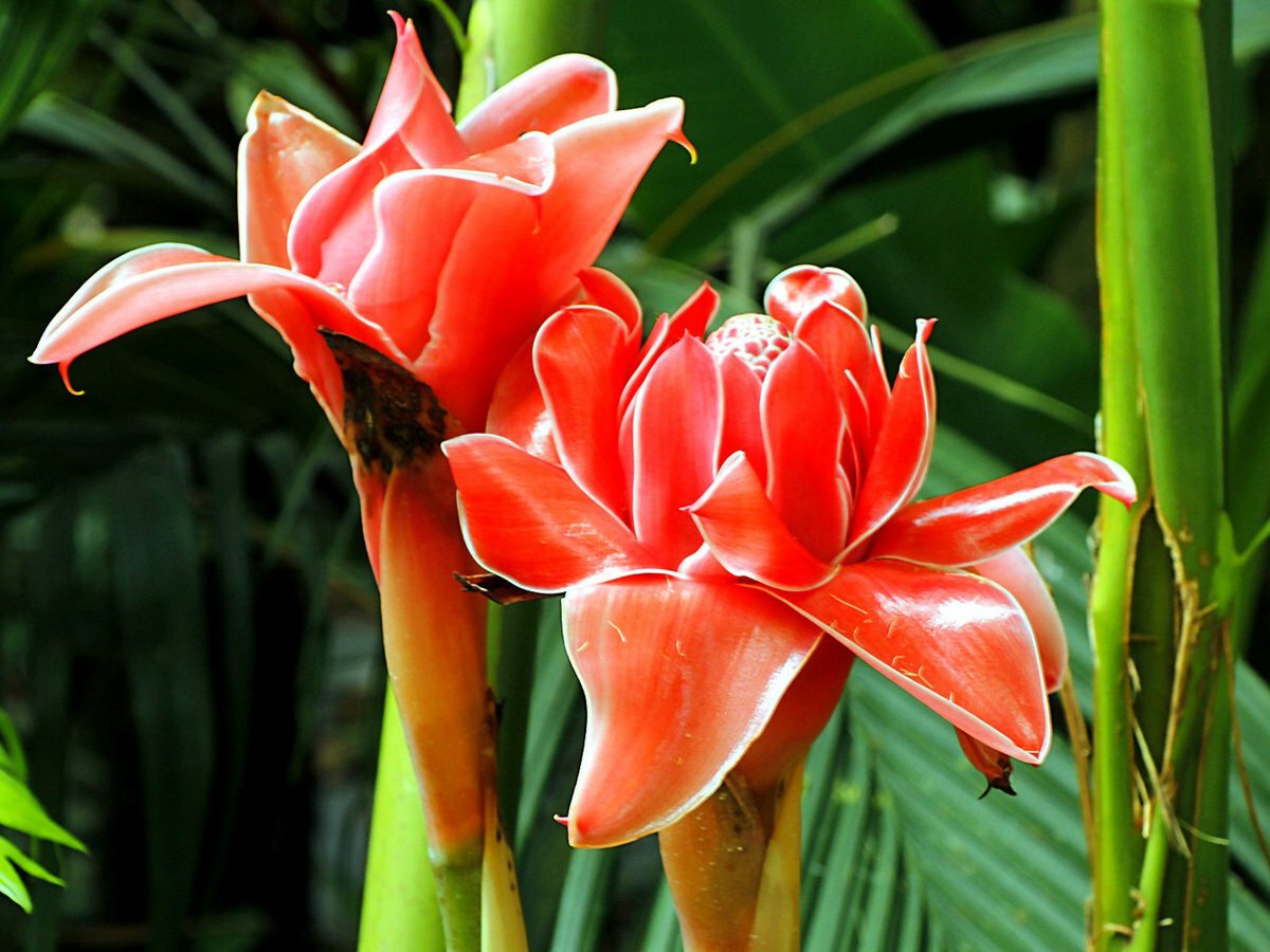 Экзотические цветы растения. Чили Сельва тропические цветы. Фаталик витаспаразис. Цветок дромелиана. Цветы сельвы в Чили.