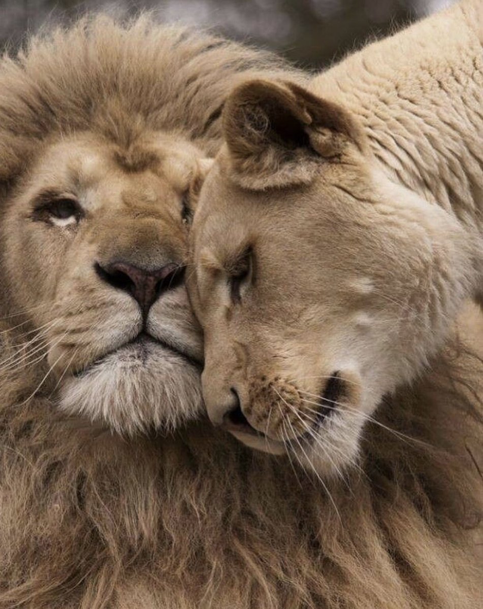 Влюбленные львы
