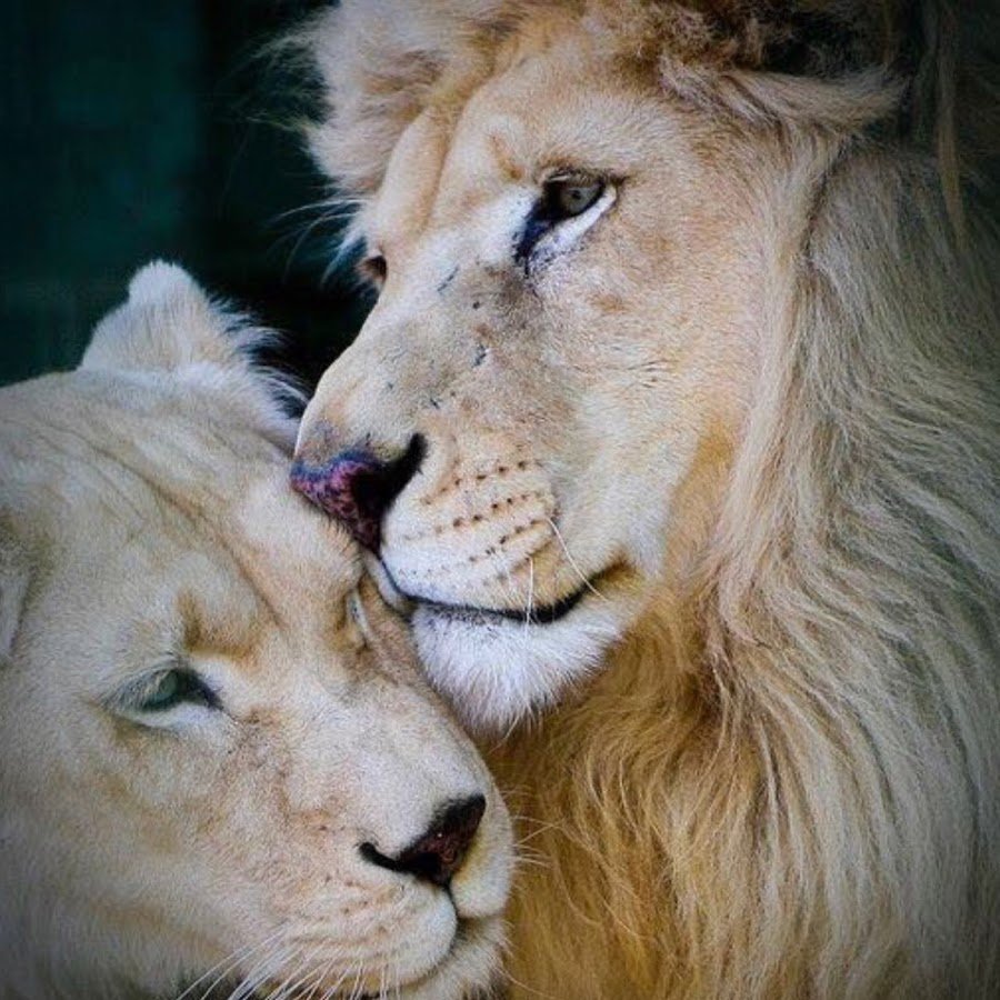 Красивые львы и львицы