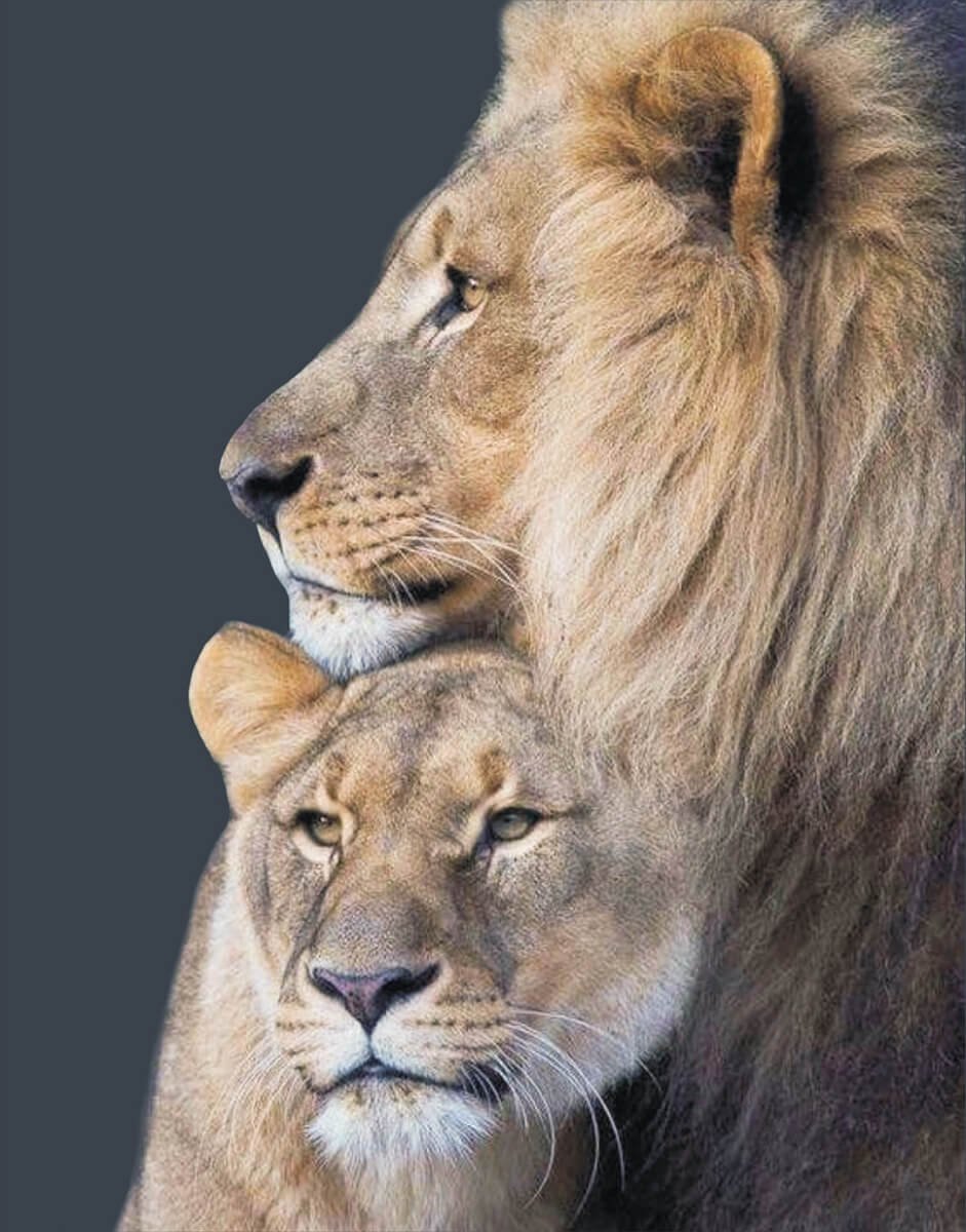 Лев и львица красивые картинки