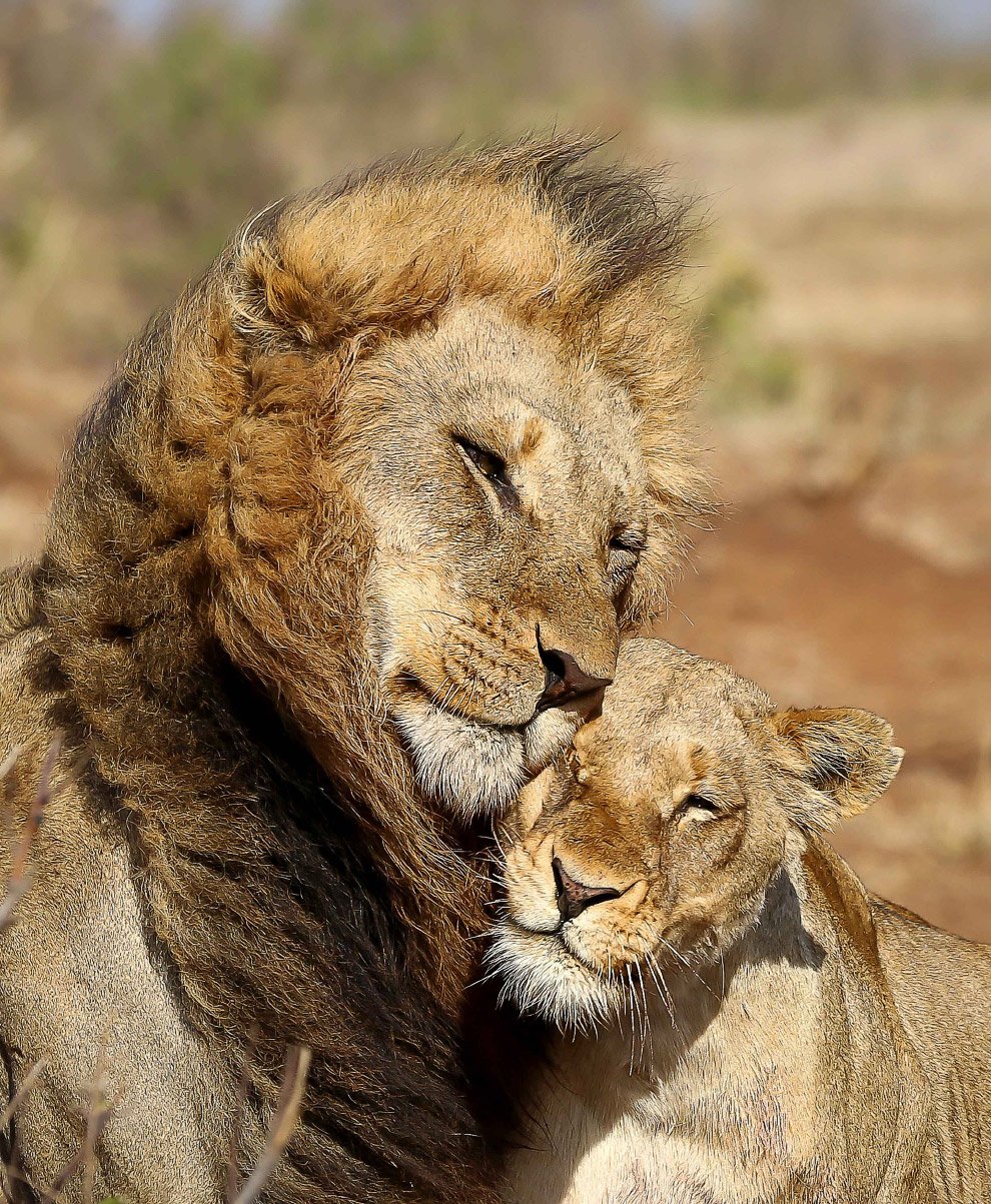Лев и львица чб