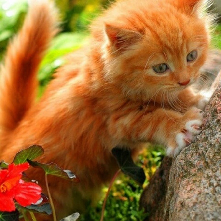 Ярко рыжий котенок