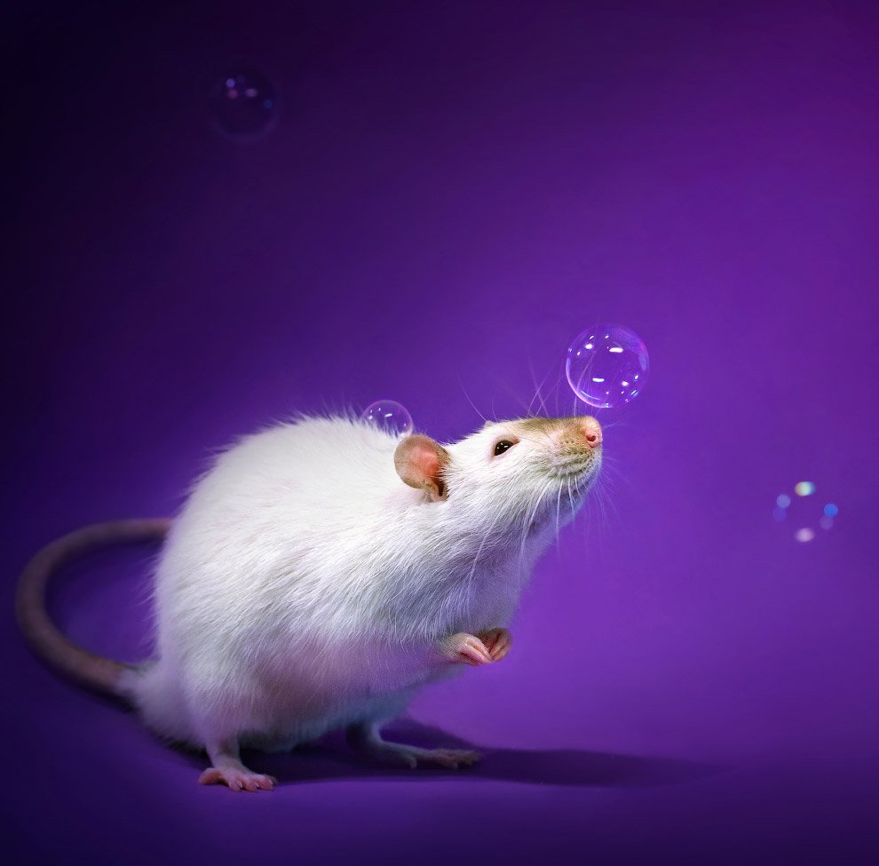 Красивые милые мышки