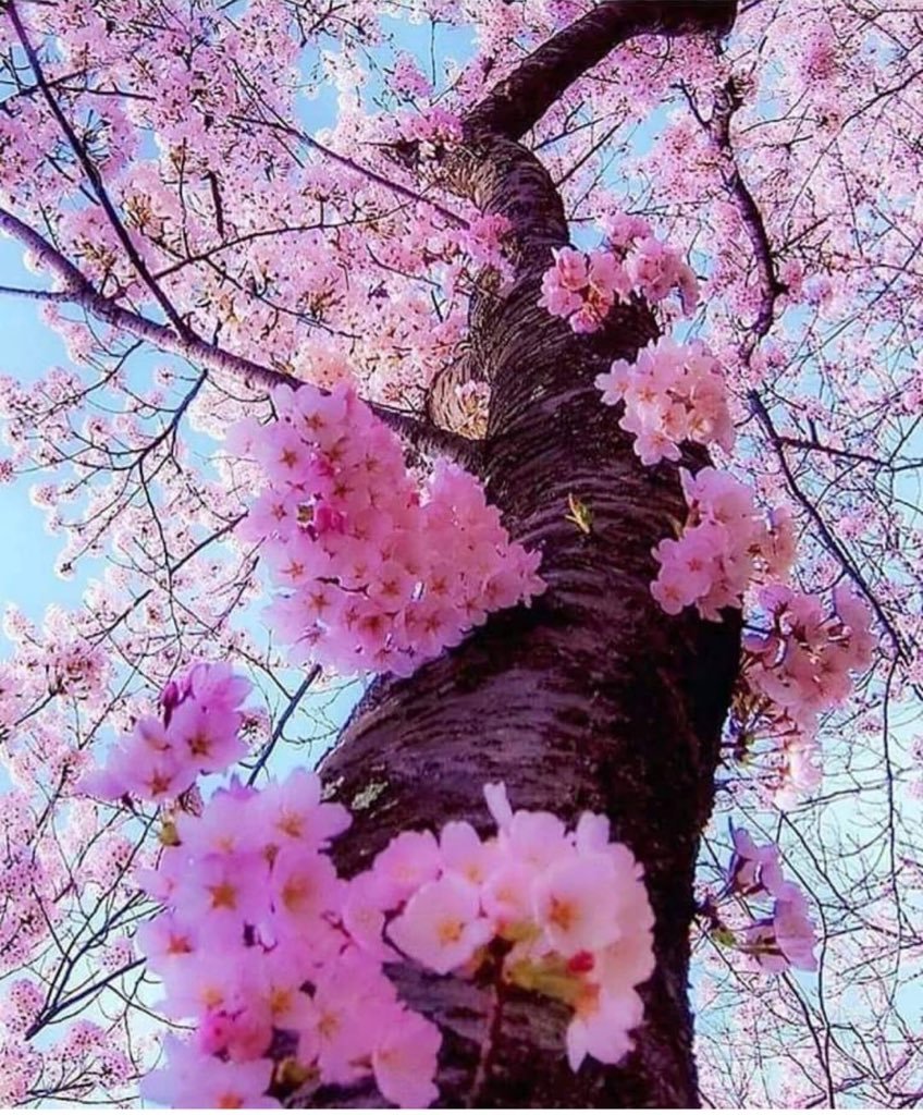Япония дерево Сакура