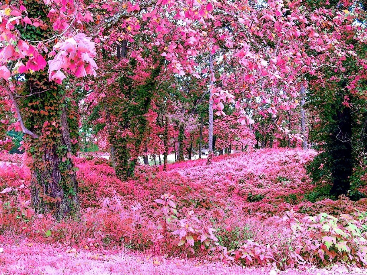 Розовый цветок в лесу