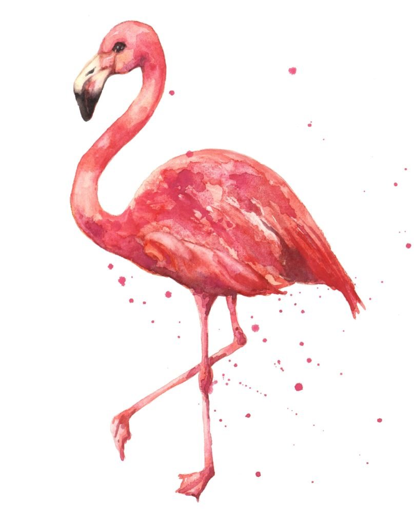 Рисунки для срисовки Фламинго простые