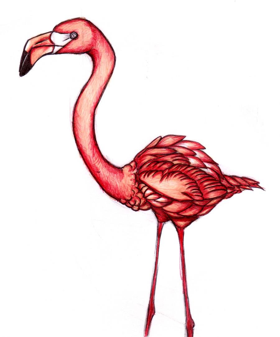 Фламинго Джоана Бэсфор