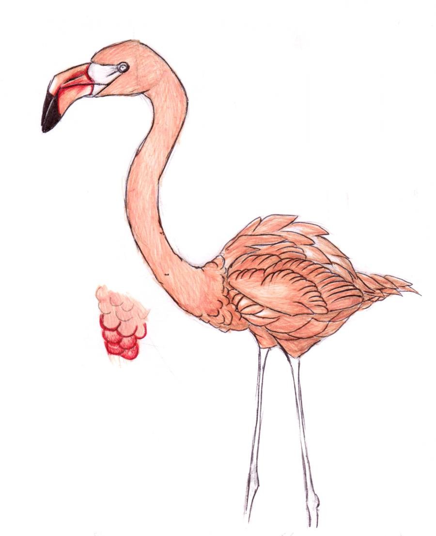 Фламинго красивый карандашом