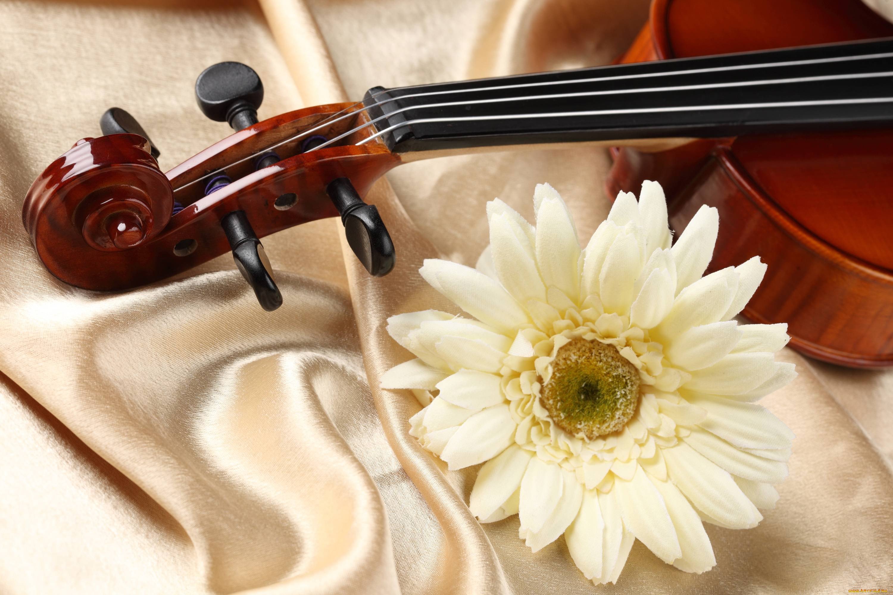 Песни от всей души 18. Музыкальные инструменты и цветы. Скрипка. Красивая скрипка. Красивые музыкальные инструменты.
