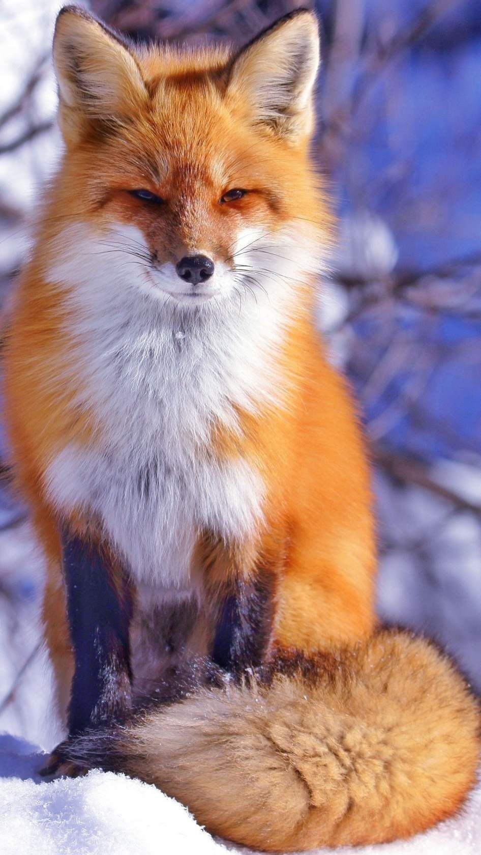 Красивые лисы