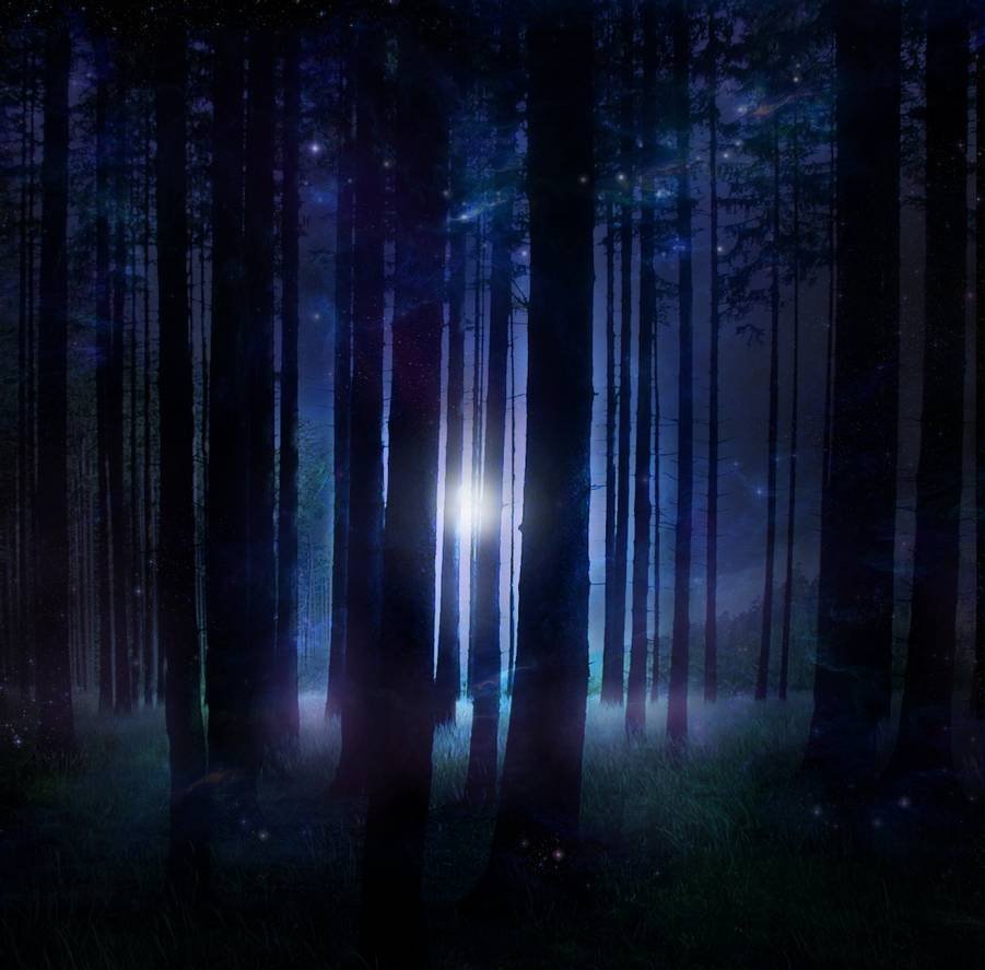 Красивый ночной лес