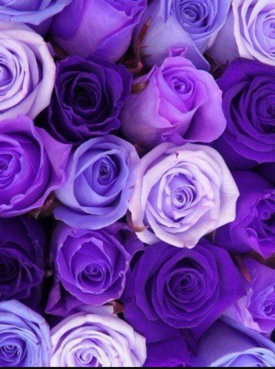 Роза пурпул фиолетовый