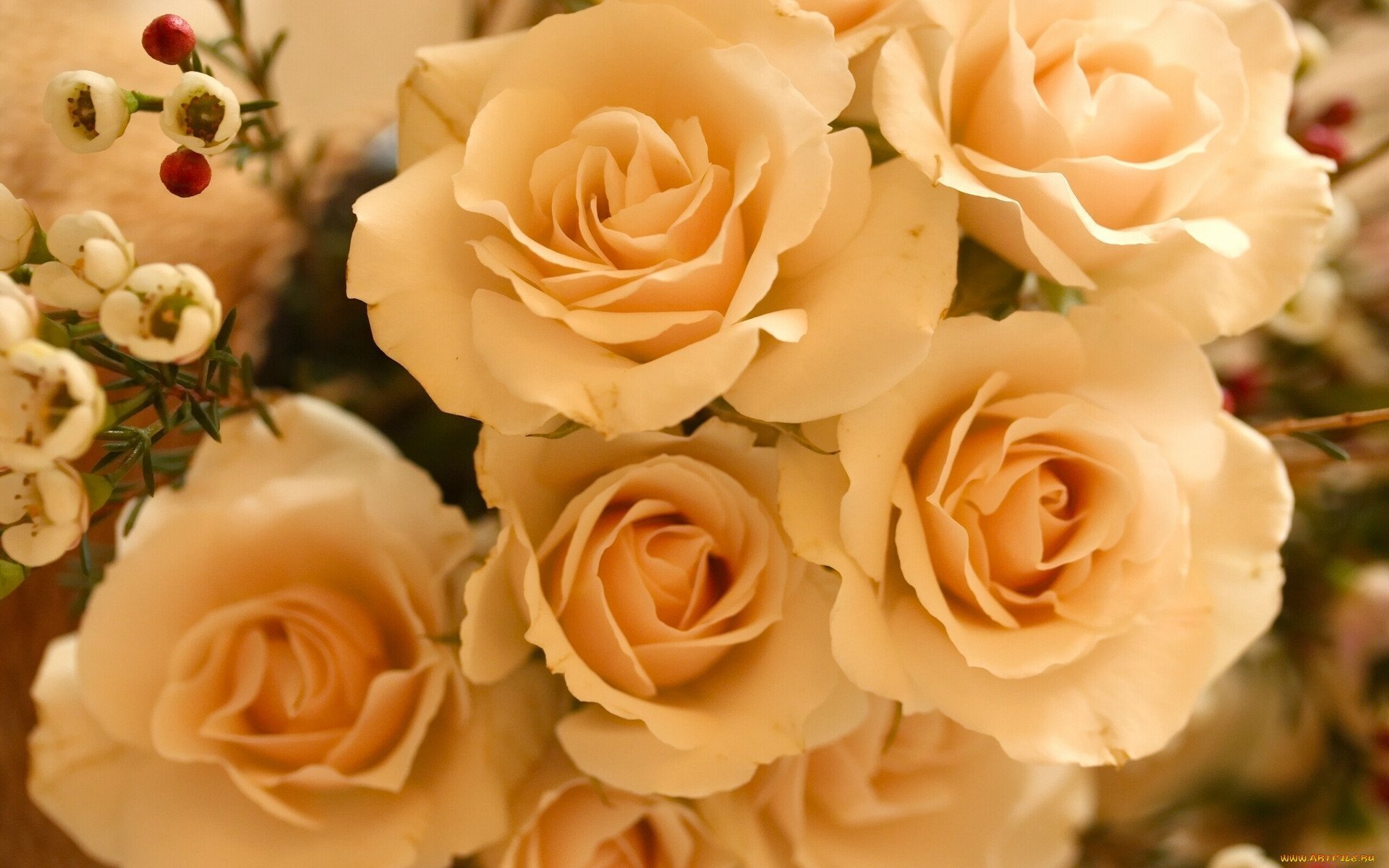 Красивые кремовые. Розы кремового цвета. Бежевые розы.