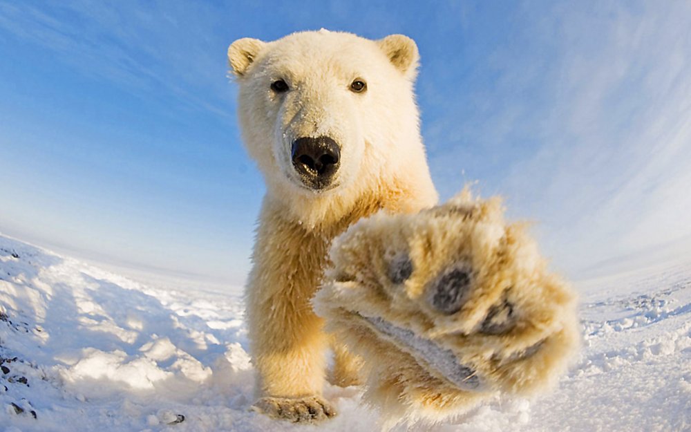 Белые медведи на Южном полюсе