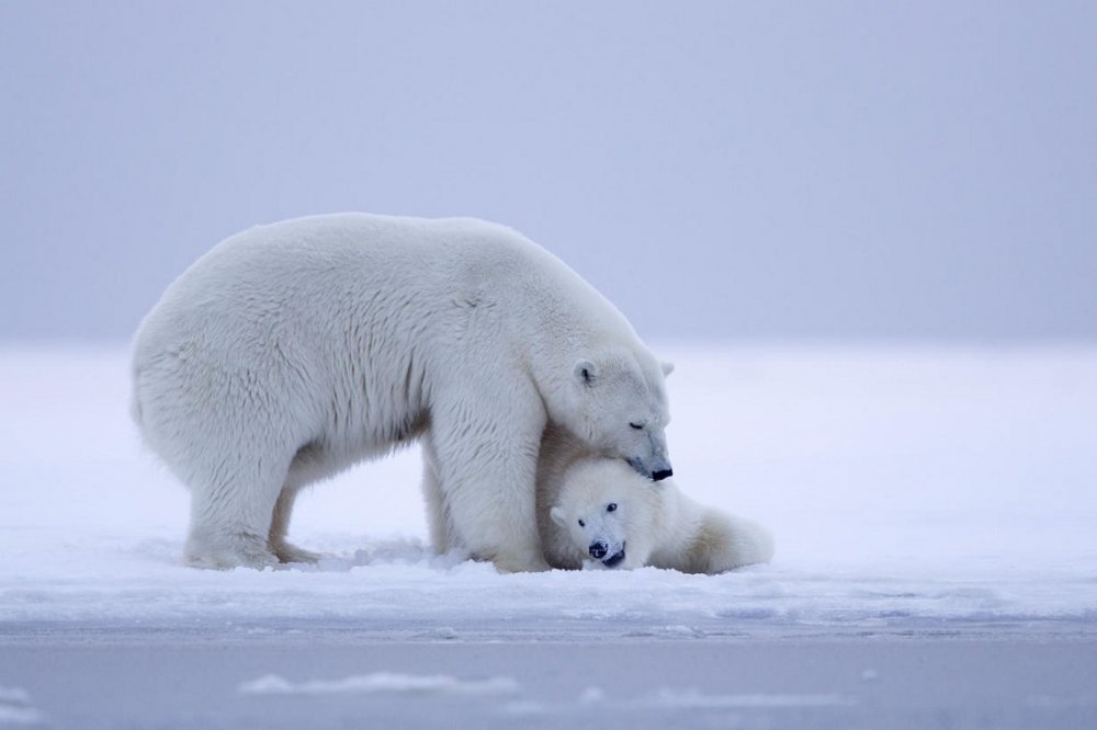 Большой Арктический заповедник белый медведь