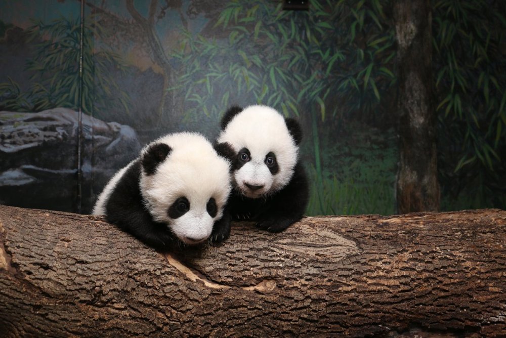 Панда расмлари