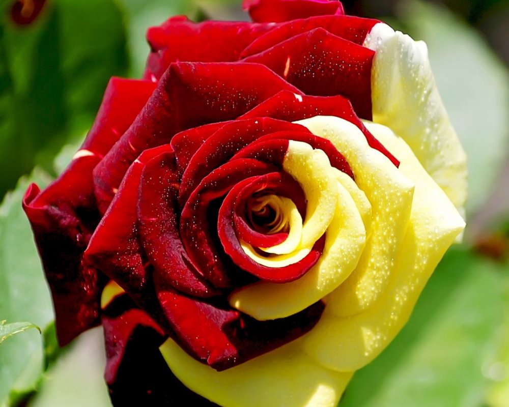 Очень красивые розы картинки