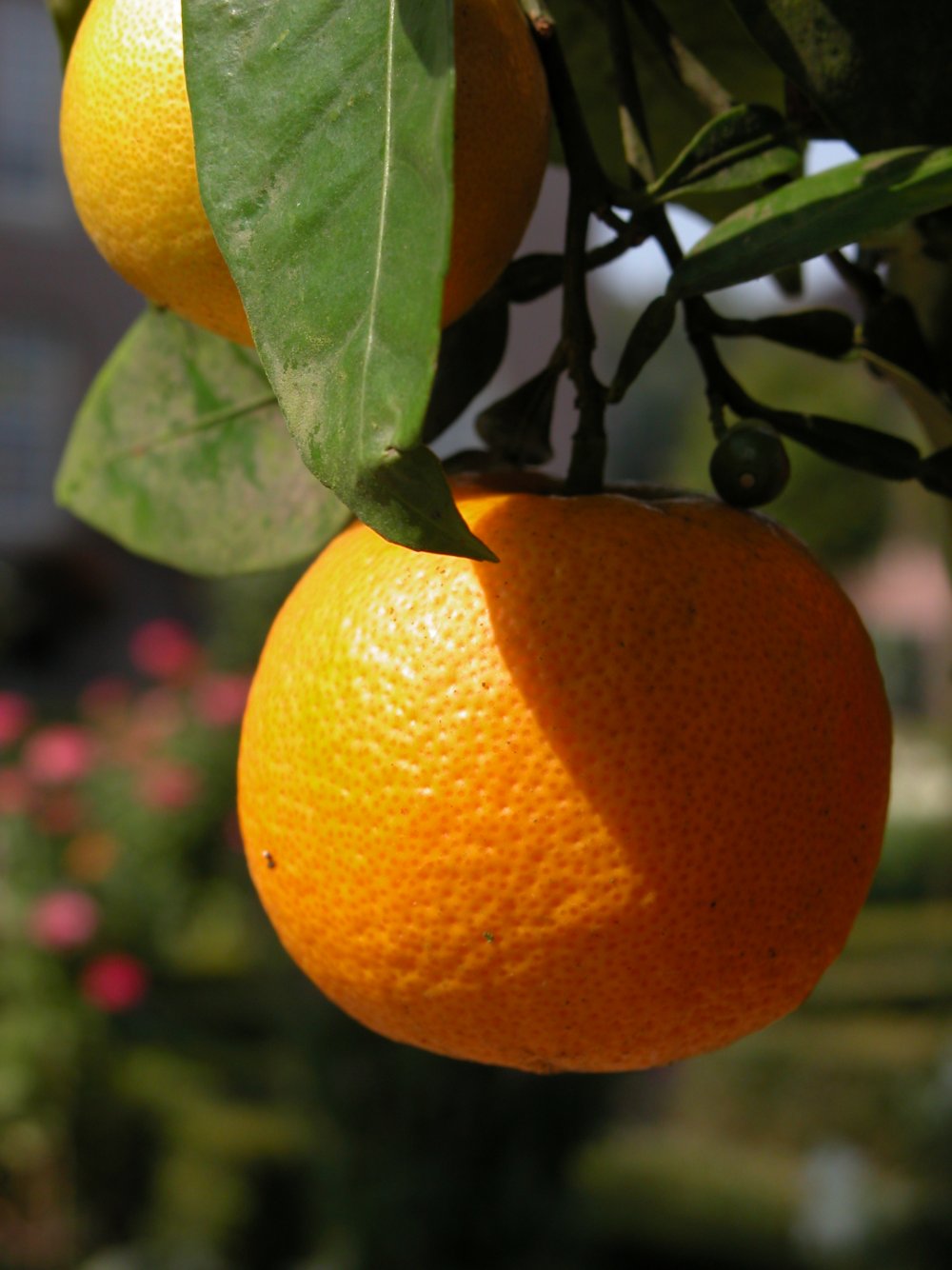 Апельсин мандарин грейпфрут