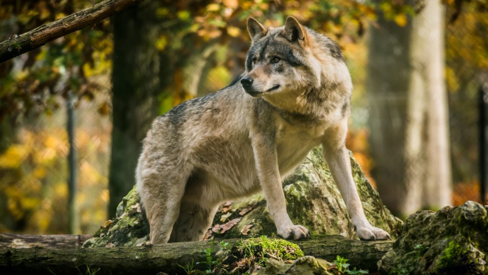 Волк в природе
