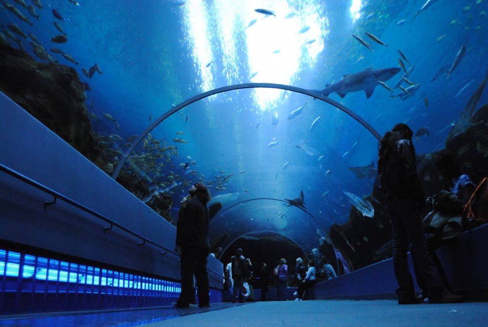 Океанариум большой аквариум