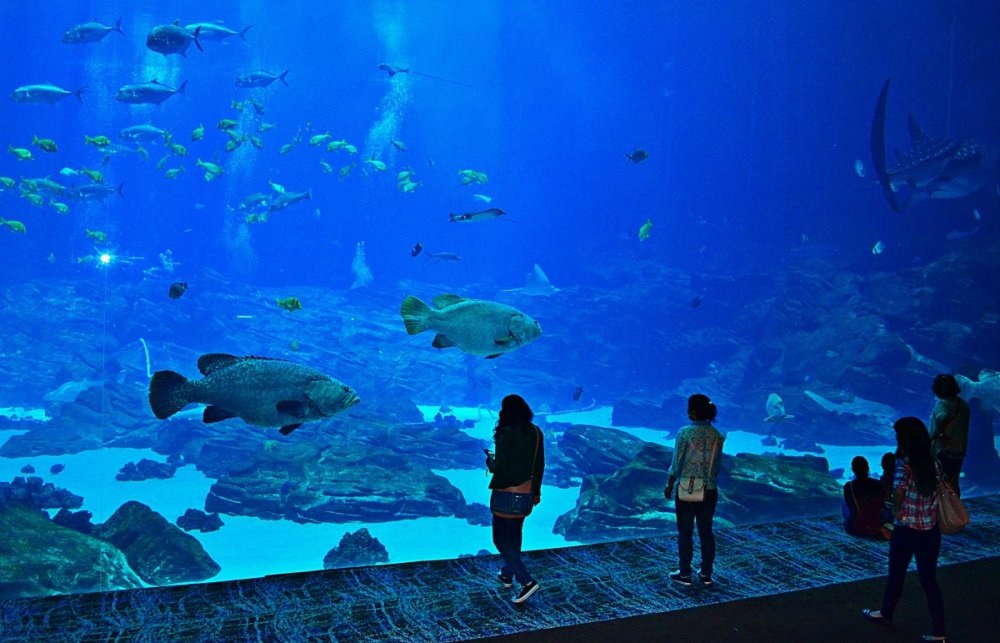 Океанариум Georgia Aquarium