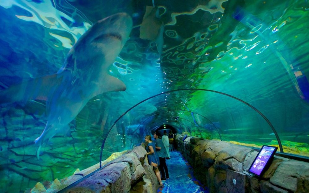 Сиднейский аквариум Австралия